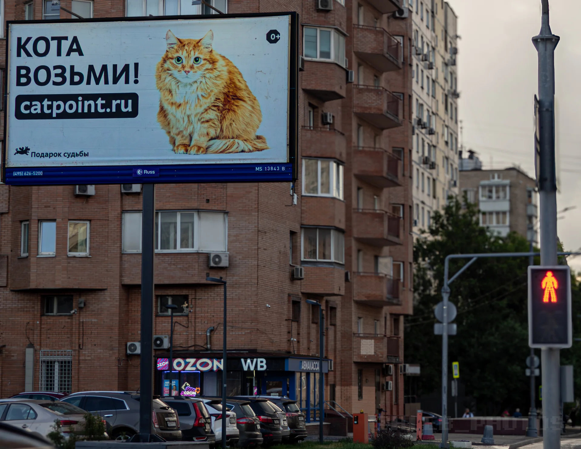 Уличный рекламный билборд с изображением пушистого рыжего кота и крупной надписью «КОТА ВОЗЬМИ!».